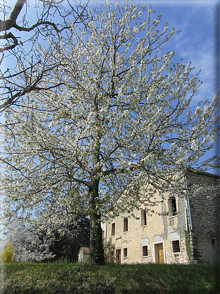 foto Ciliegi in fiore tra i Colli Asolani